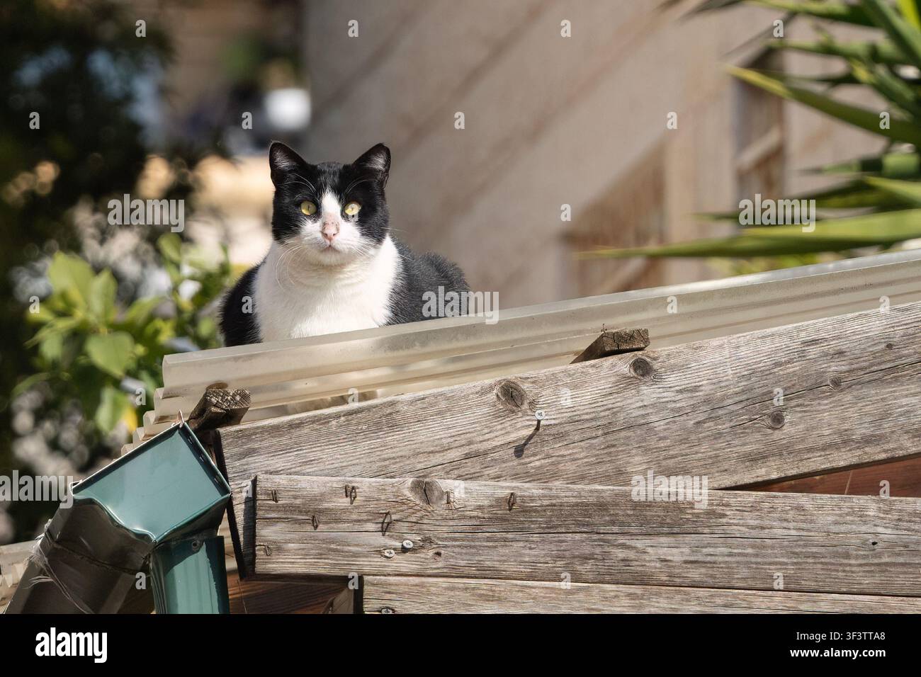 Un chat errant assis sur le toit d'un vieux hangar en bois. Banque D'Images