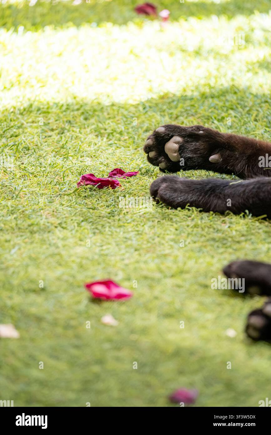 Vue rapprochée d'une patte de chat noir avec ses coussinets reposant sur de l'herbe verte du jardin parsemée de pétales de rose, lumière douce du jour et faible profondeur de champ, paisible Banque D'Images
