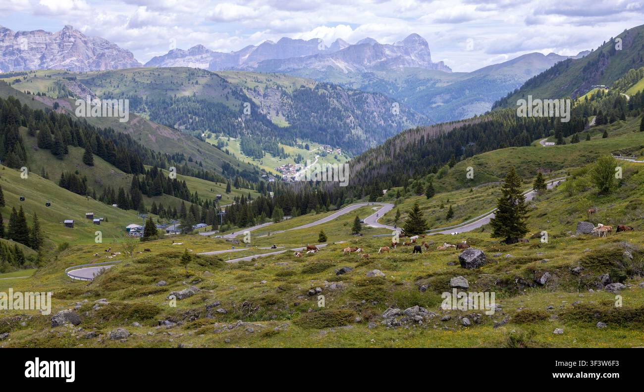 Vue panoramique d'une vallée alpine avec une route de montagne sinueuse, des prairies verdoyantes, des pins épars et des sommets lointains sous des nuages dramatiques dans les Dolomites Banque D'Images