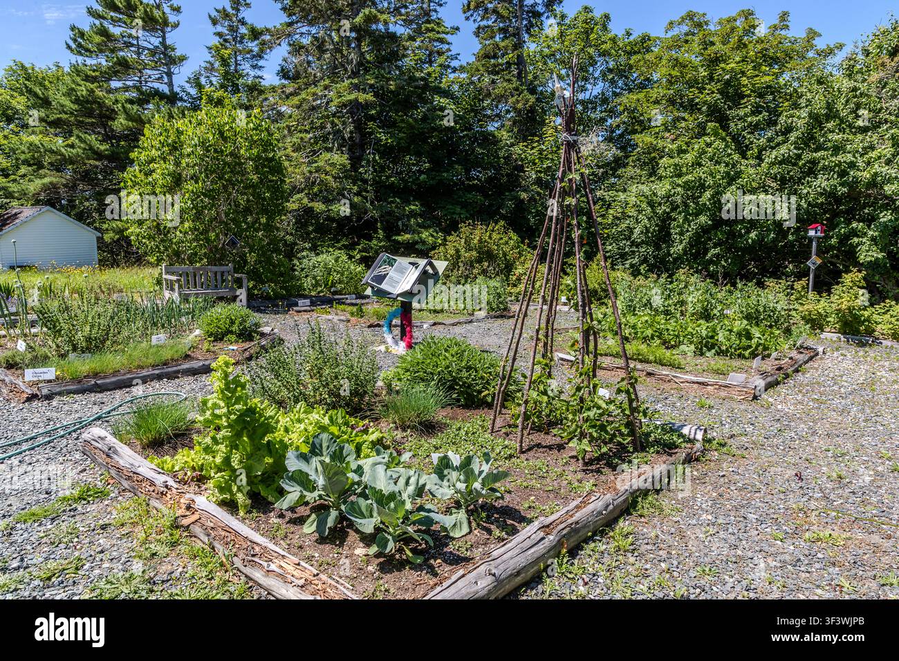 Le jardin traditionnel acadien du Musée des Acadiens des Pubnicos est situé sur la route 335 à West Pubnico, en Nouvelle-Écosse. Des plates-bandes surélevées de chou et de laitue, un treillis à haricots fait de poteaux en bois et des plates-bandes d’herbes aromatiques illustrent les méthodes agricoles traditionnelles acadiennes. Argyle Municipal, Nouvelle-Écosse, Canada Banque D'Images