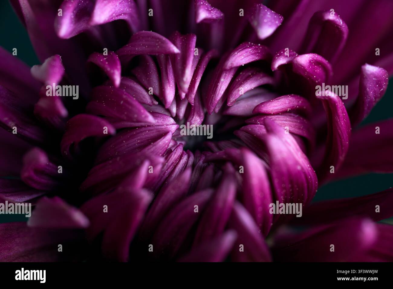 Extrême gros plan d'un chrysanthème violet foncé avec une dispersion de pollen sur ses pétales. Banque D'Images