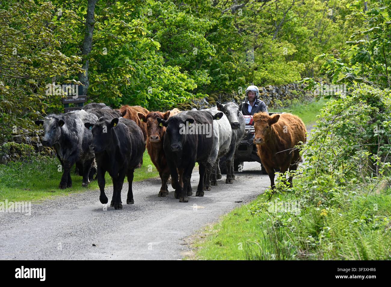 Un petit troupeau de bovins / vaches étant conduit sur une route étroite par une personne sur un quad ou ATV, Islay, Écosse Royaume-Uni mai Banque D'Images