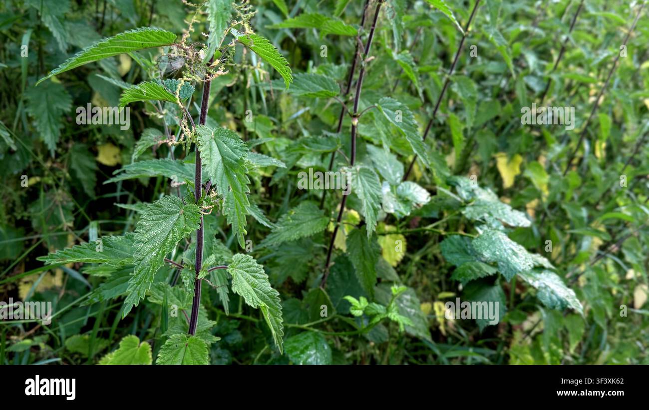 gros plan de plants d'orties vertes aux feuilles dentelées poussant dans un environnement naturel luxuriant Banque D'Images