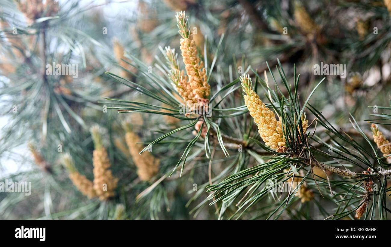 Pinus sylvestris, pin sylvestre gros plan macro mise au point sélective branche avec cônes mâles jaunes, fleurs vertes et pollen sur fond flou au printemps Banque D'Images