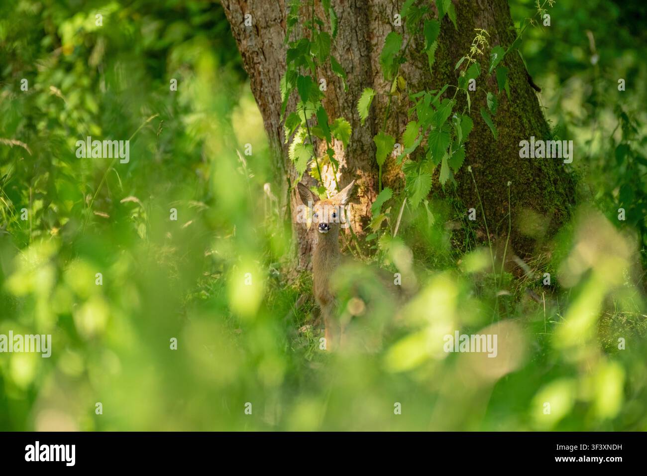Faon de cerf dans le pré de fleurs d'été. Banque D'Images