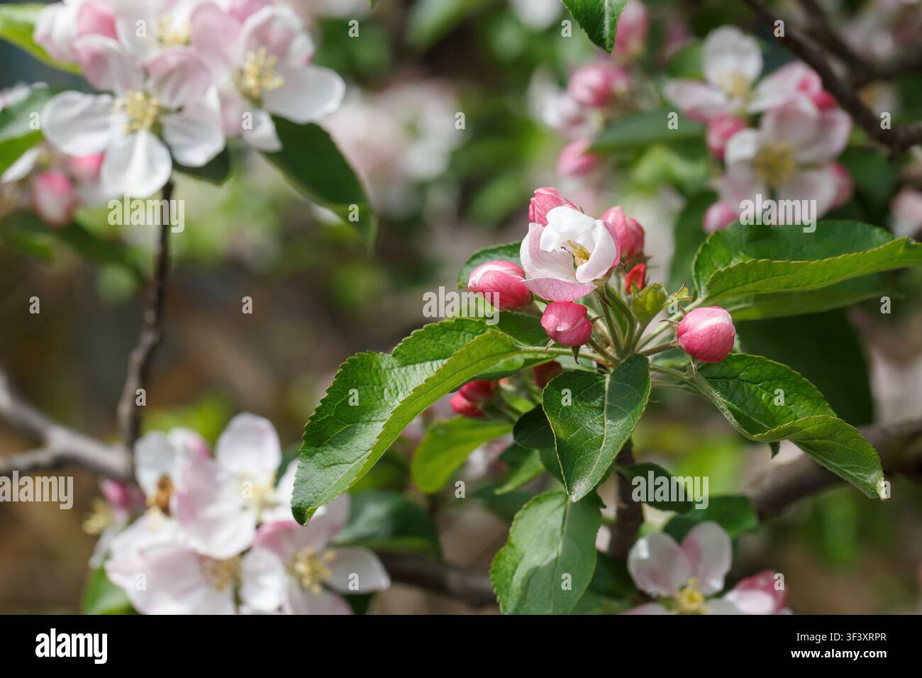 Branche de pommier avec fleurs en gros plan. Le concept du printemps et de la fraîcheur, du jardin et de la récolte. Banque D'Images