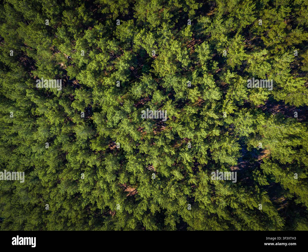 Vue par drone de dessus de la canopée dense de forêt de pins Banque D'Images