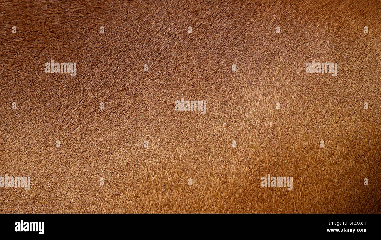 Texture naturelle de poils d'animaux bruns pour fond abstrait. Banque D'Images