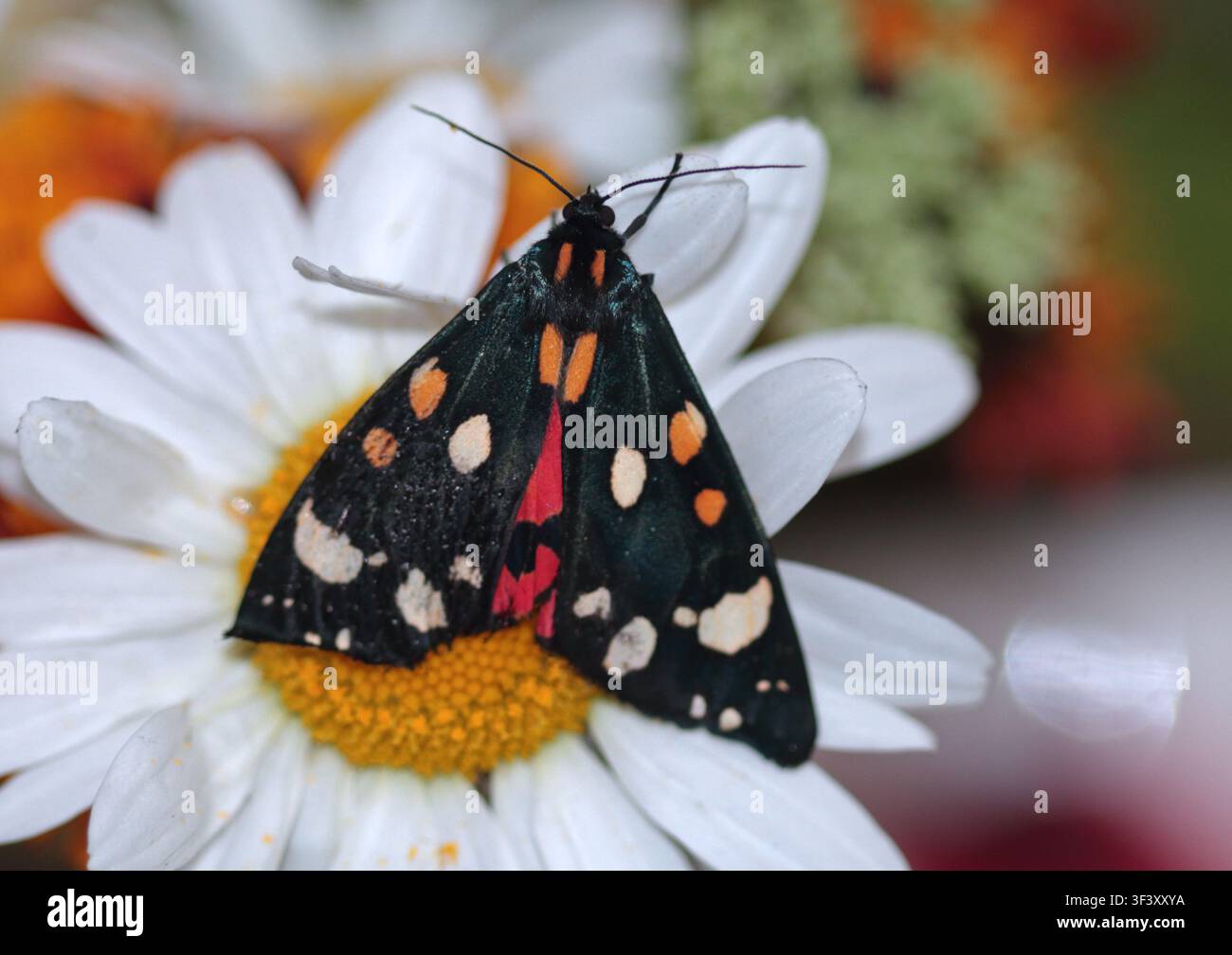 Chenille tigrée écarlate (Callimorpha dominula) sur fleur de camomille Banque D'Images