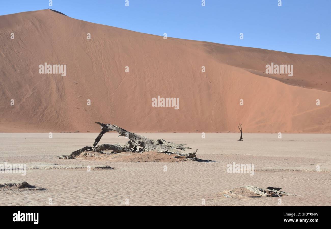 Un arbre pétrifié brisé sur les vastes étendues des marais salants de Deadvlei dans le désert du Namib, Namibie Banque D'Images