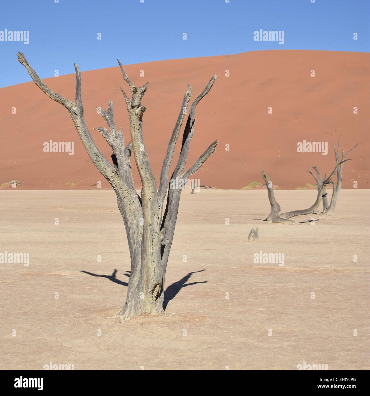 Certains des arbres pétrifiés des marais salants de Deadvlei devant les dunes de sable rouge du désert du Namib, Namibie Banque D'Images