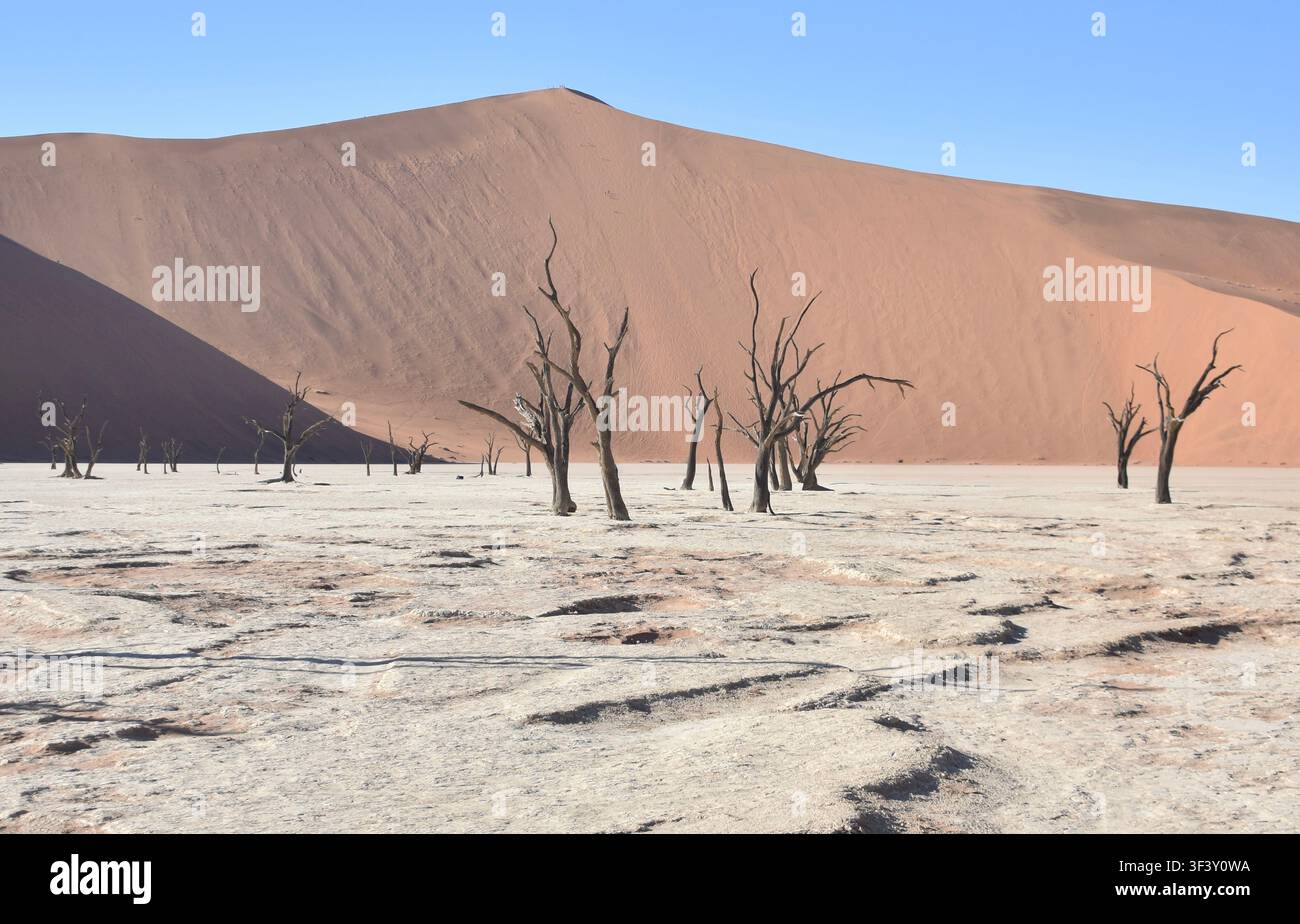 Vue sur les marais salants avec ses arbres pétrifiés à Deadvlei, Namibie Banque D'Images