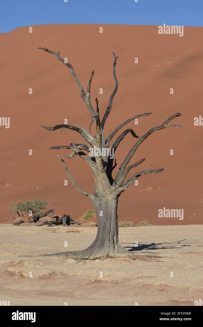 Un arbre pétrifié tordu et sec sur les plaines salées de Deadvlei dans le désert du Namib, Namibie Banque D'Images