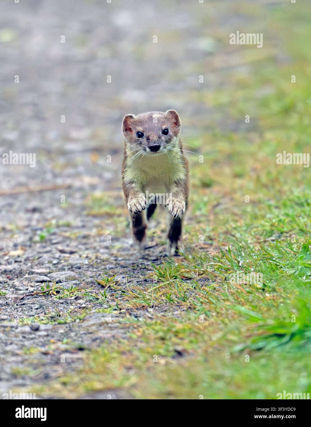 Tariere bondissant le long du sentier RSPB Minsmere Suffolk Banque D'Images