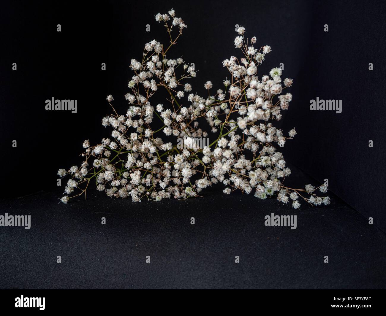 Un bouquet de Gypsophila ou de bouquets de mariée sur un fond noir, mettant en valeur les délicates fleurs blanches. Banque D'Images
