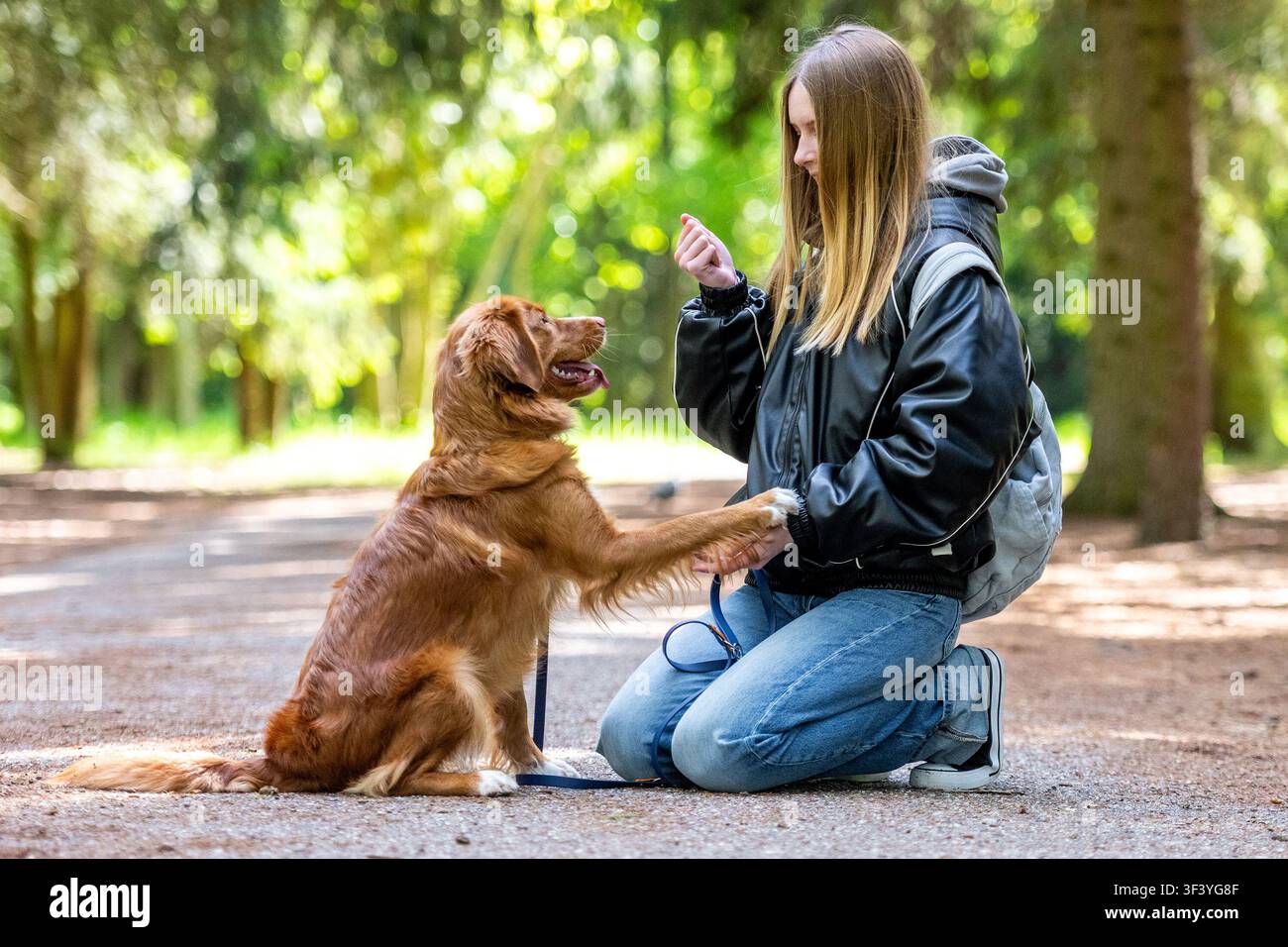 Dans le parc au printemps, une adolescente enseignant à un chien Toller à se donner la main Banque D'Images