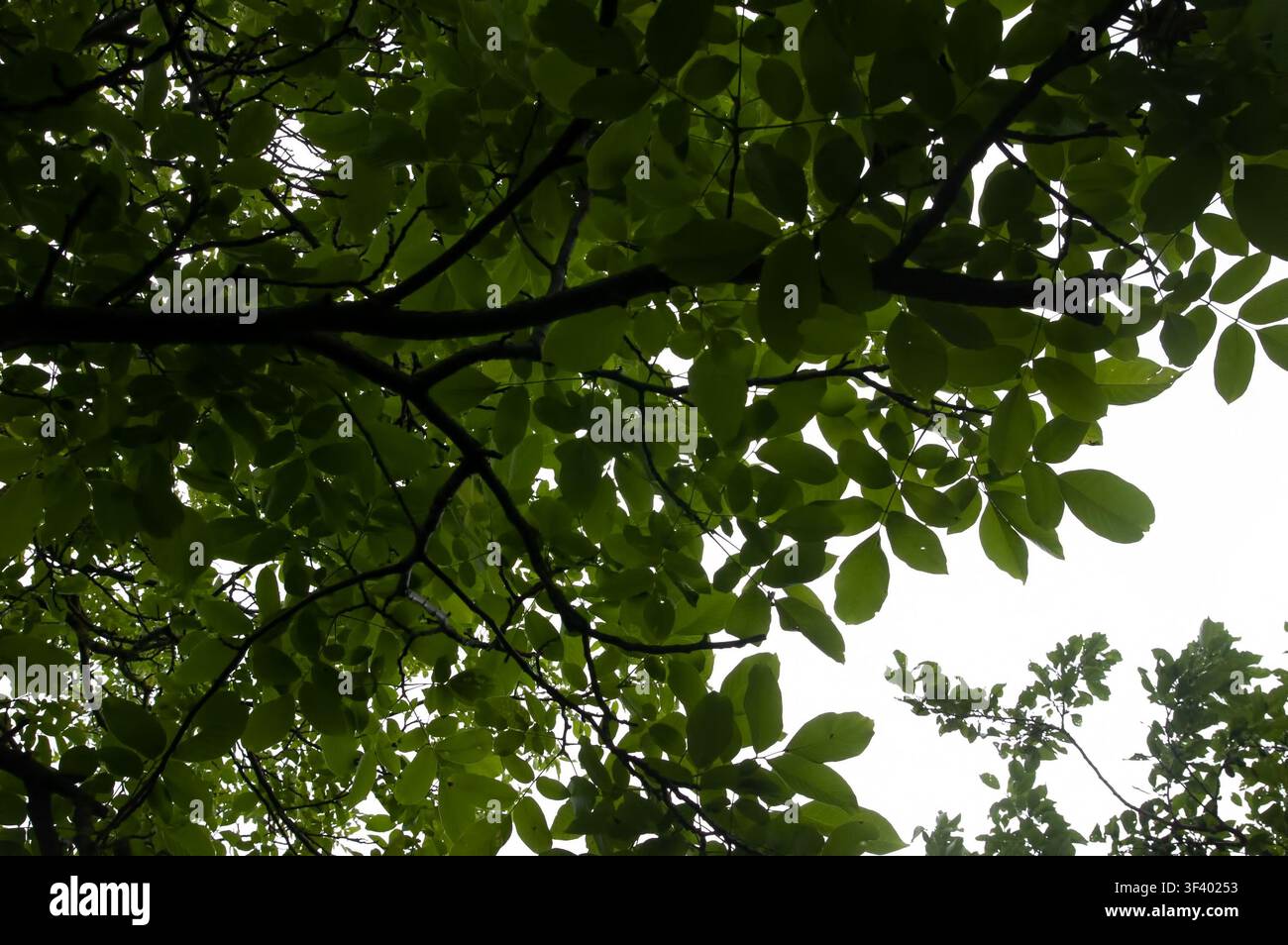 Branches de noyer avec des feuilles vertes et des fruits non mûrs poussant naturellement sur l'arbre. Banque D'Images