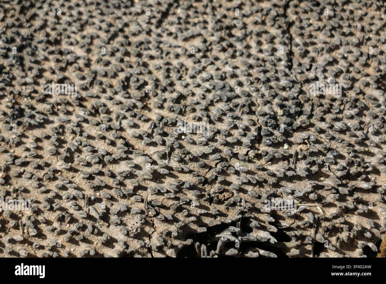 Grossissement macro d'une texture de bois décomposé et altéré avec un motif organique naturel, fond de surface de bois pourri montrant des dommages causés par les termites Banque D'Images