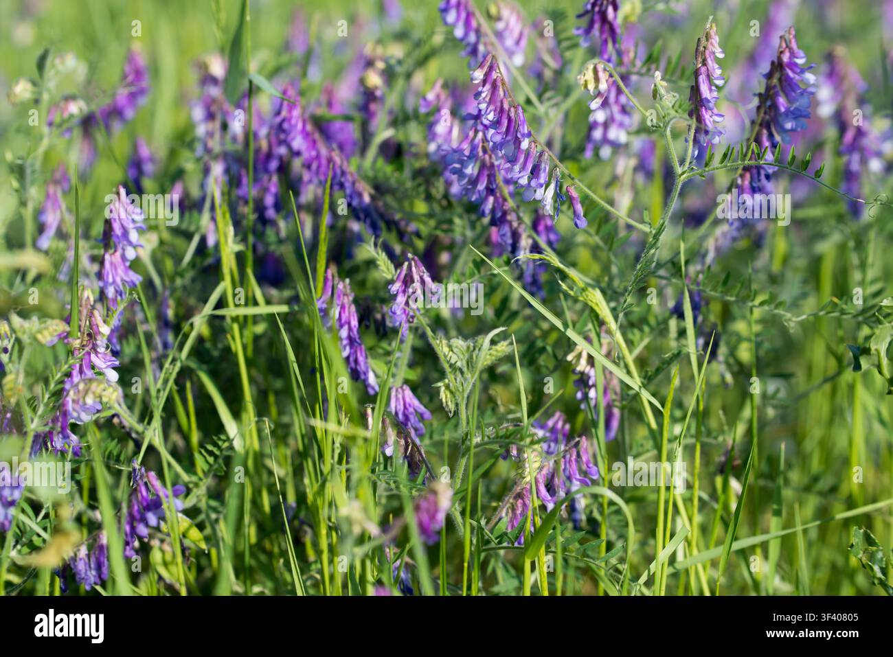 Vesce poilue, Vicia villosa violette fleurs gros plan sélectif Banque D'Images