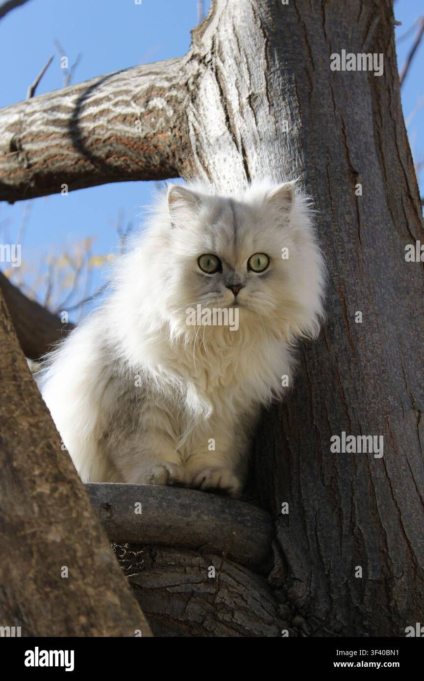 Chat persan à l'ombre argentée perché sur les branches d'un arbre, regardant directement la caméra sous la lumière naturelle du jour. Banque D'Images