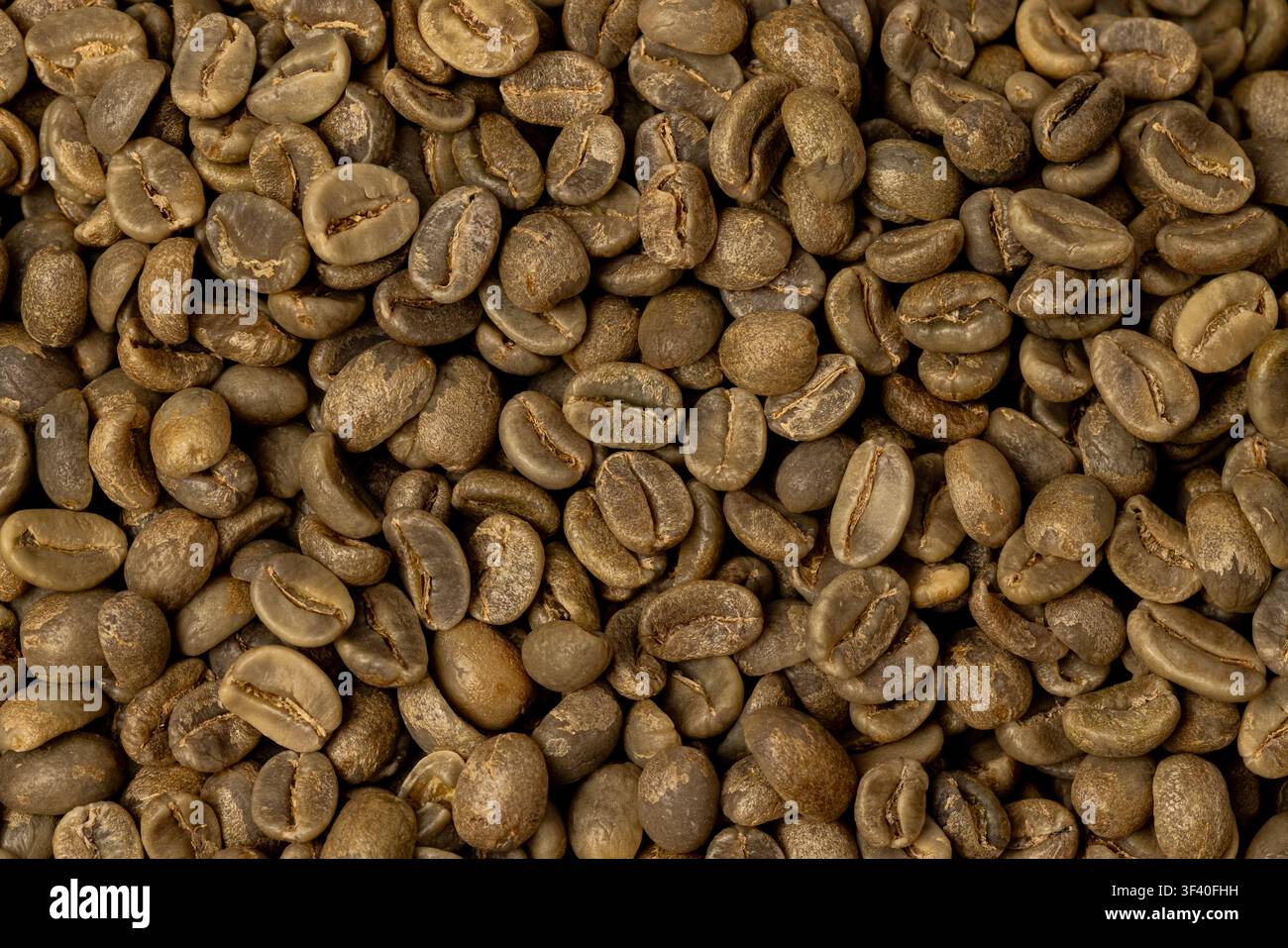 Close-up de grains de café verts bruts. Concept d'agriculture, d'industrie et de transformation du café. Banque D'Images