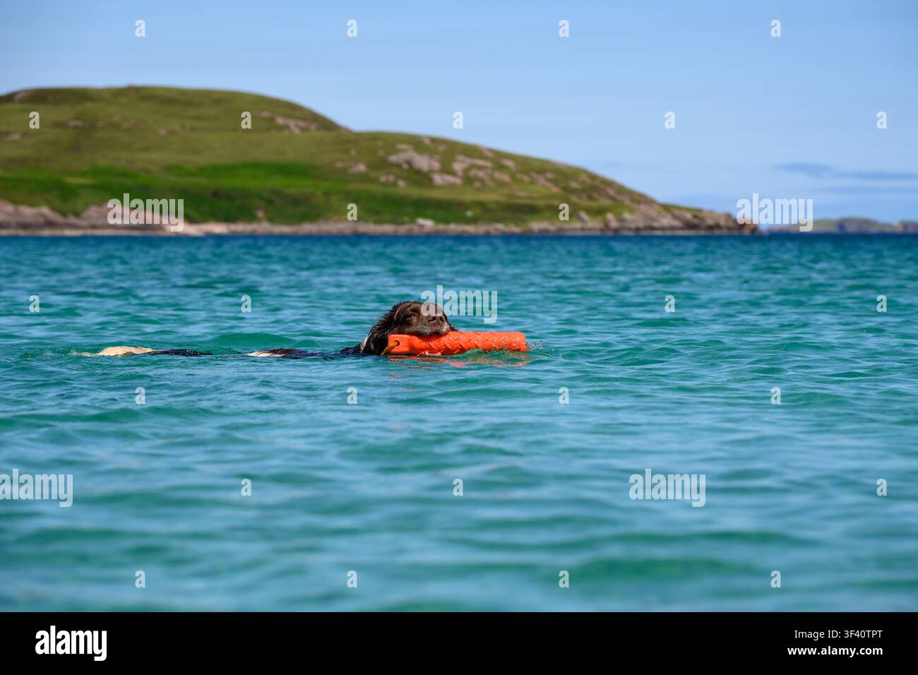 English Springer Spaniel nageant avec un mannequin de récupération orange à Mellon Udrigle Beach, Wester Ross, Écosse. Banque D'Images