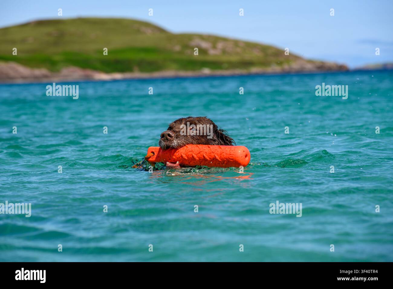 Springer Spaniel anglais nageant vers la caméra avec un mannequin de récupération orange à Mellon Udrigle Beach, Wester Ross. Banque D'Images