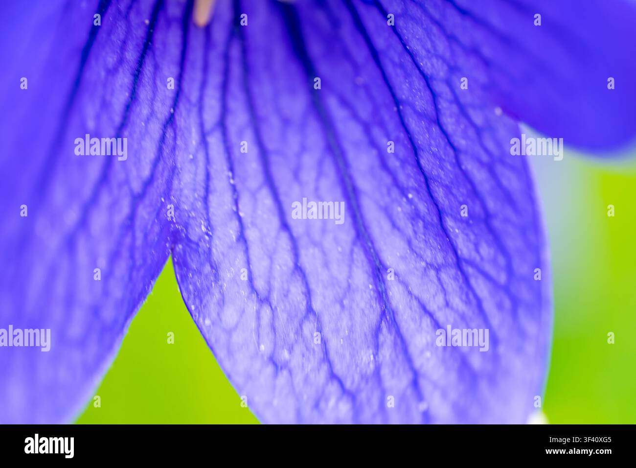 Gros plan extrême abstrait d'un pétale de Platycodon grandiflorus violet, mettant en évidence le réseau veineux naturel complexe et la structure cellulaire. Banque D'Images