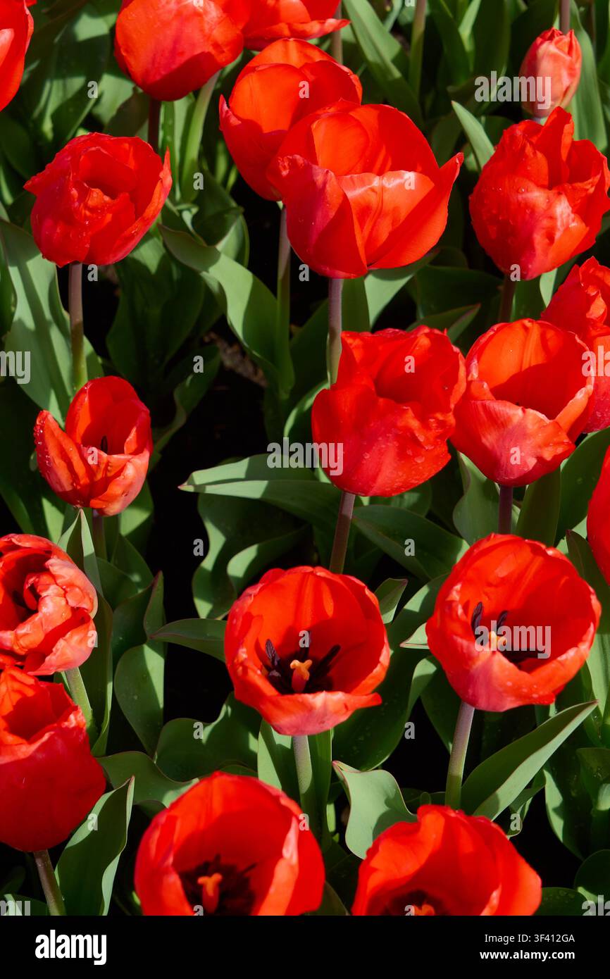 Tulips rouges éclatantes en pleine floraison avec la rosée du matin, exposition florale vibrante d'un jardin printanier. Banque D'Images