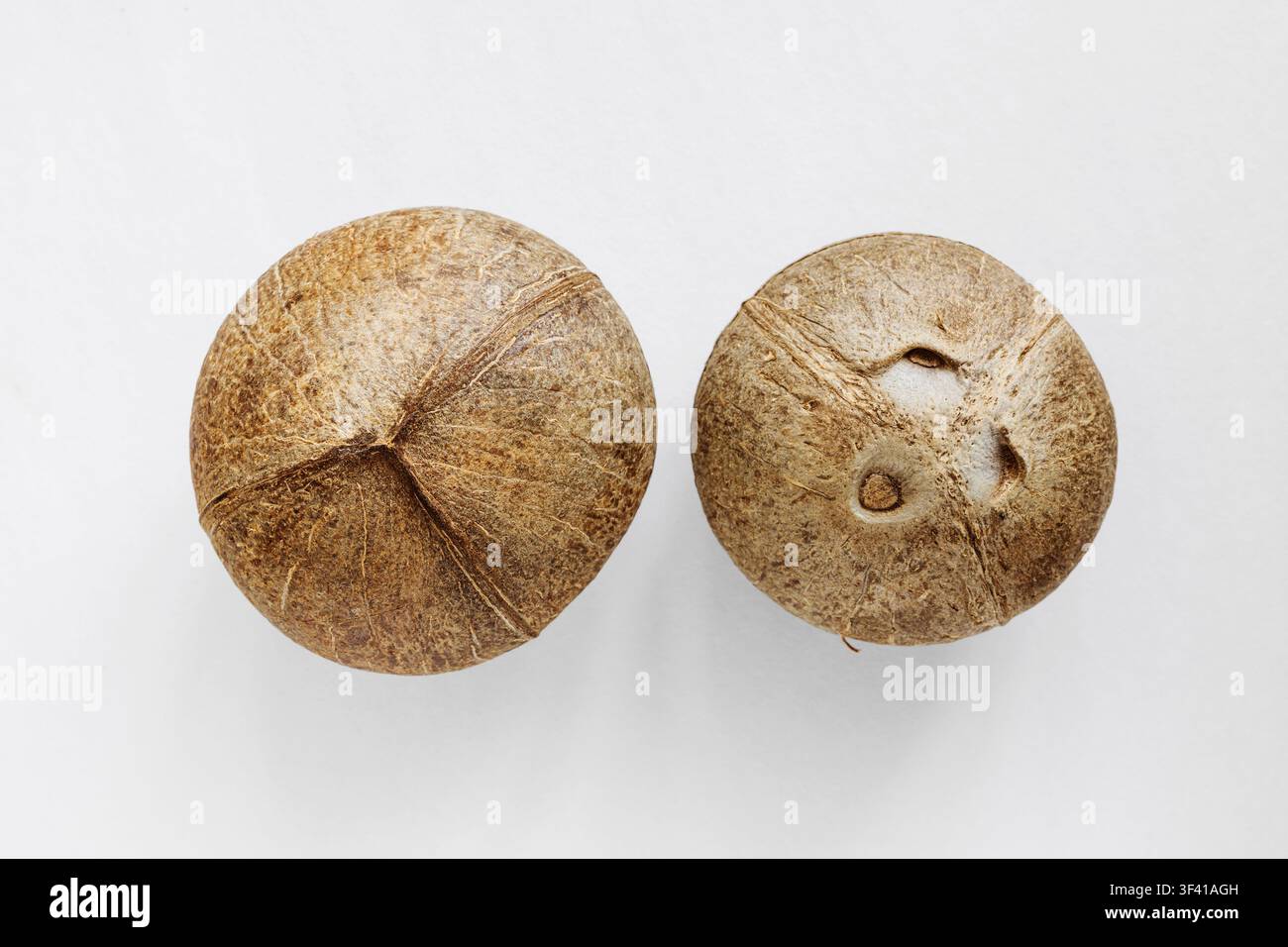 Grossissement de deux noix de coco entières sur fond blanc Banque D'Images