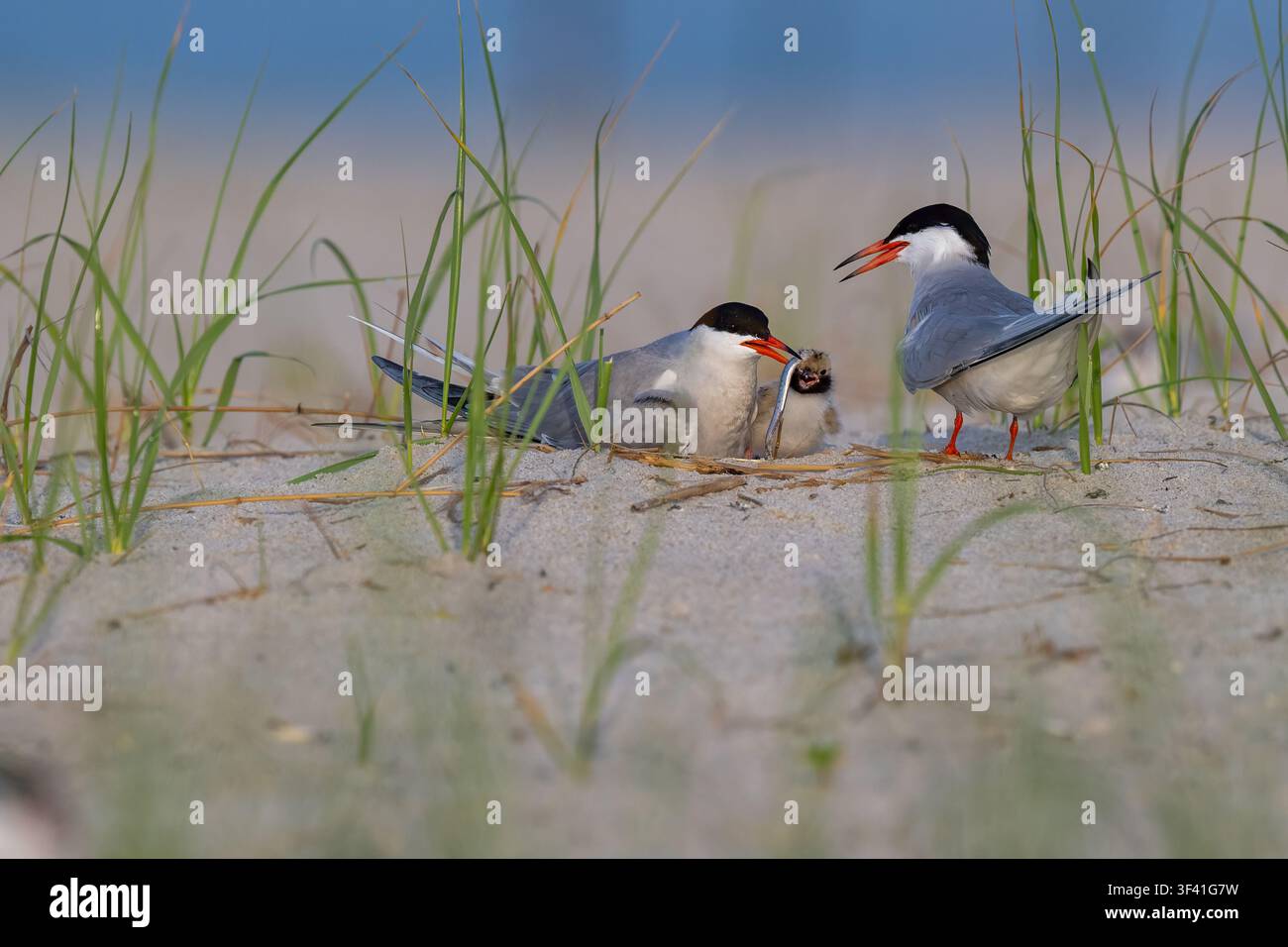 Adult de sternule noire s'occupant de son poussin sur une plage de sable pendant la saison de nidification, capturant un comportement parental naturel dans un habitat côtier. Banque D'Images