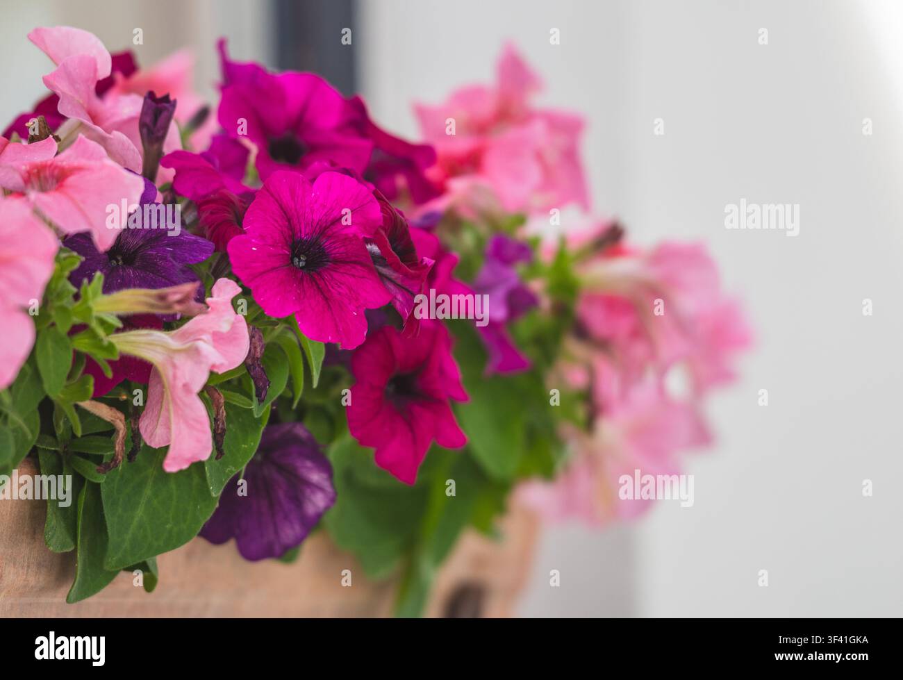 Gros plan d'un groupe de fleurs de pétunia éclatantes dans un vase avec un fond flou blanc Banque D'Images