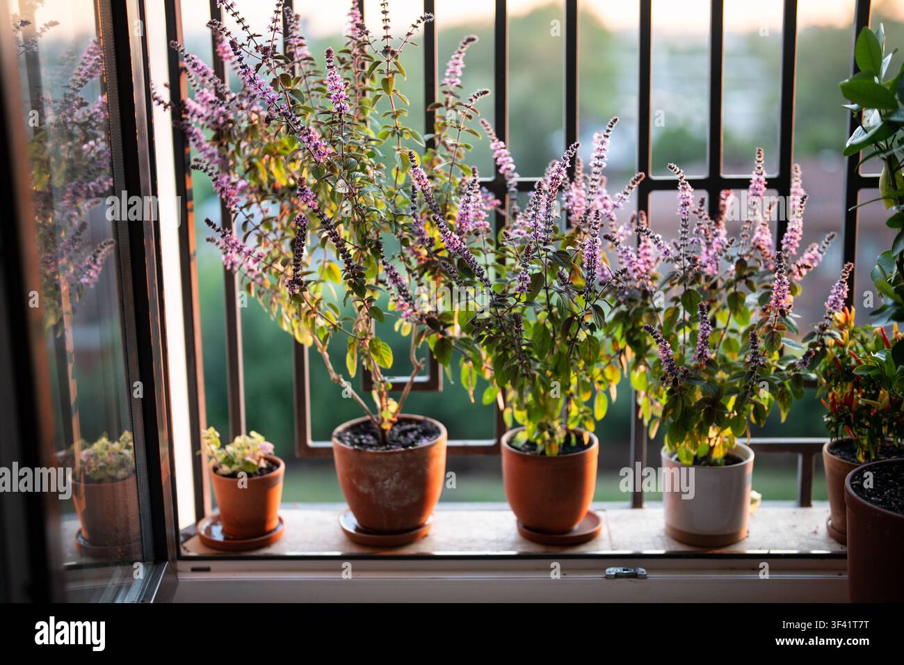 Buisson de basilic thaïlandais fleuri avec de petites fleurs d'arôme pourpre dans un pot en argile sur le rebord de la fenêtre à la maison Banque D'Images