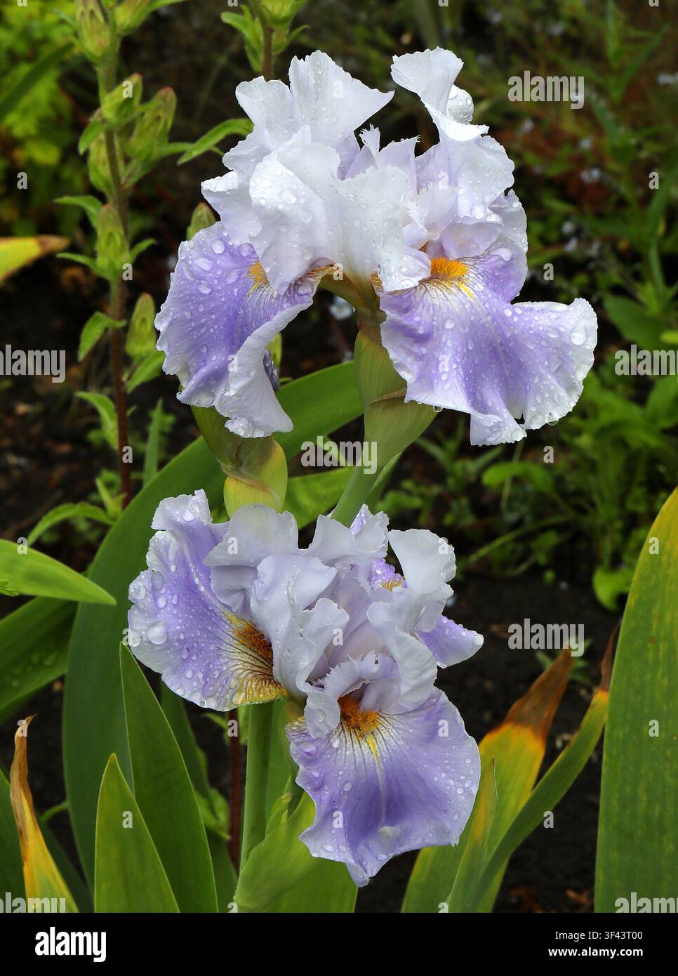 Iris à barbe haute, Iris germanica "Wake Water", Iridacées. Écosse, Royaume-Uni. Banque D'Images