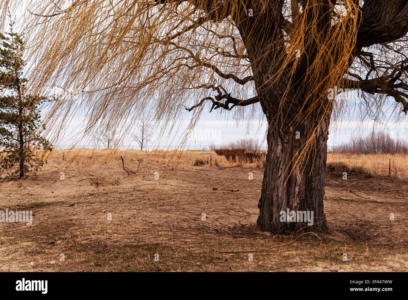Arbres et buissons sur une plage sauvage du lac Michigan à Chicago. Banque D'Images