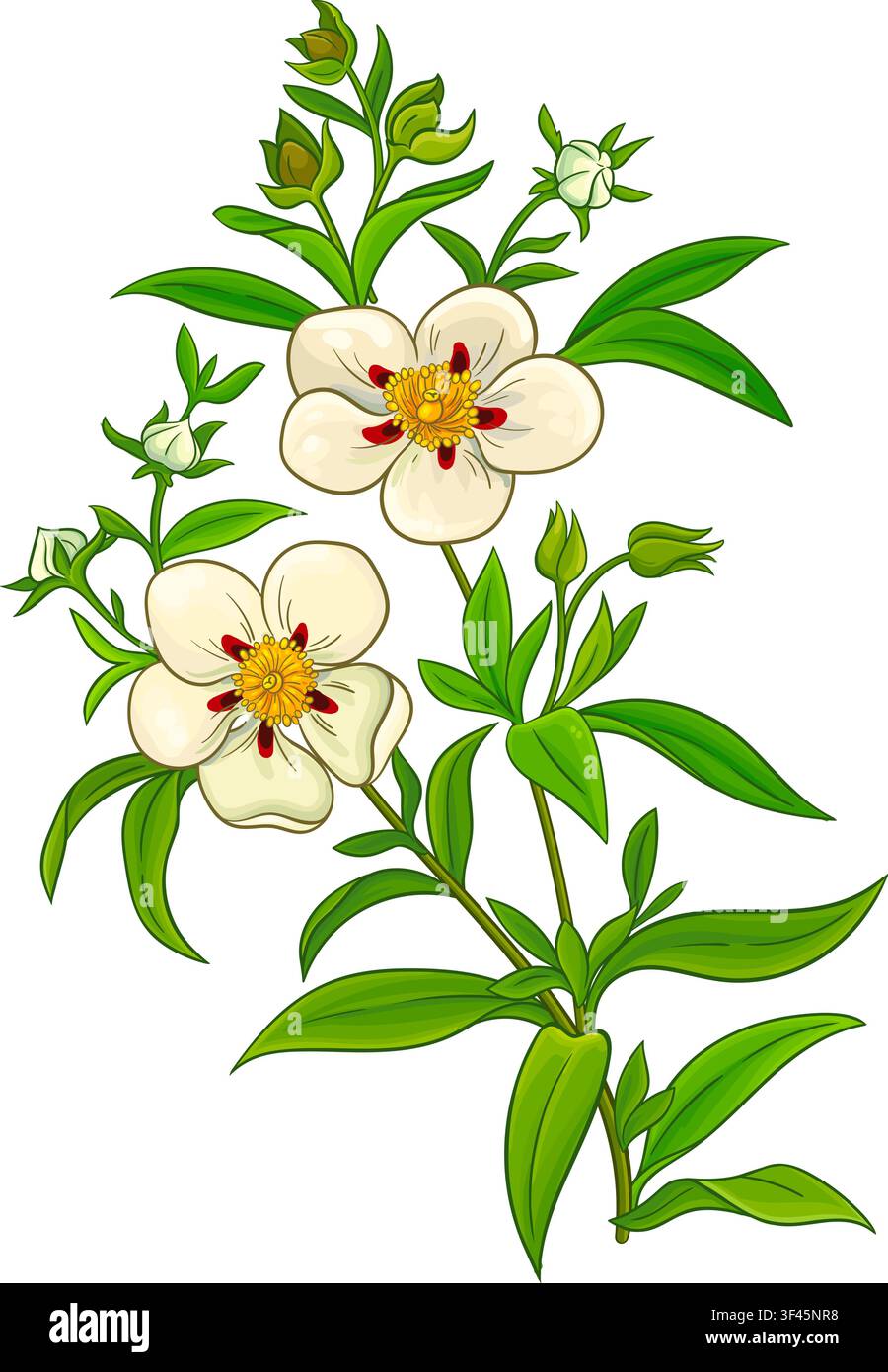 Illustration détaillée colorée d'une plante Cistus. Illustration de Vecteur