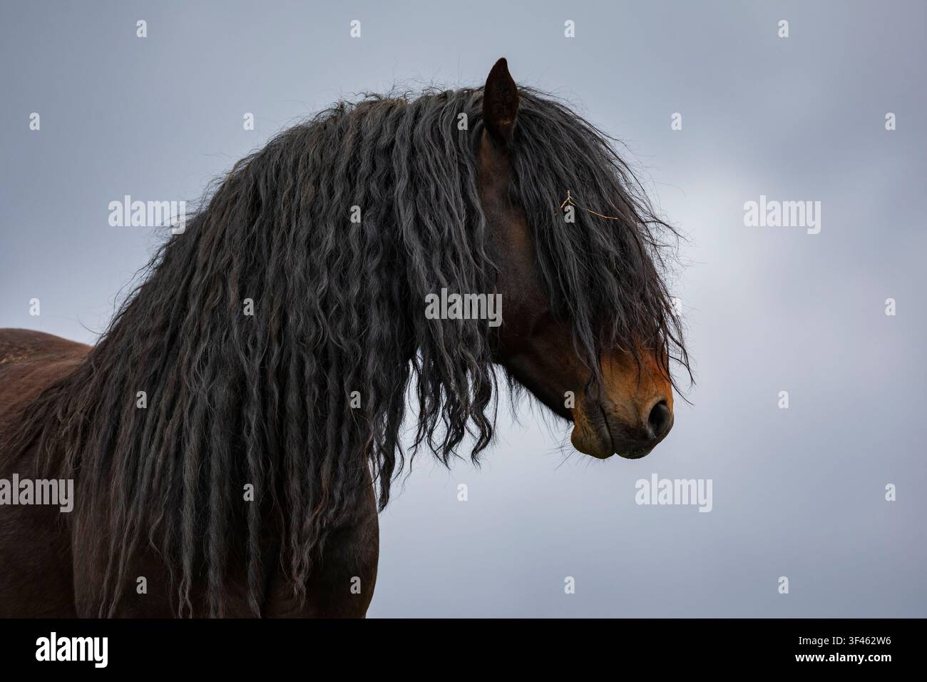 Portrait d'un étalon sauvage à longue crinière Banque D'Images