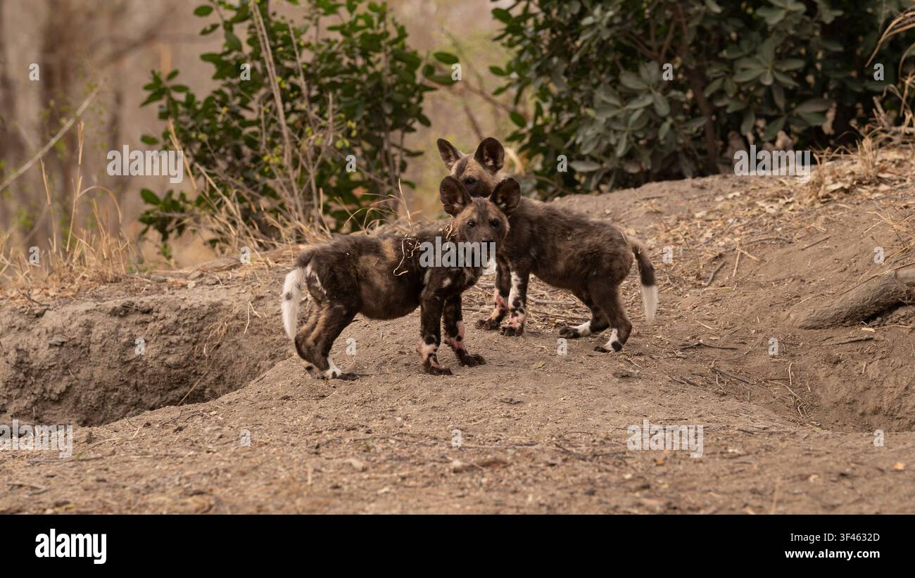 Chien sauvage, Lycaon pictus, chiots. Deux jeunes chiots debout ensemble sur un monticule de terre près de l'entrée de leur tanière. Banque D'Images