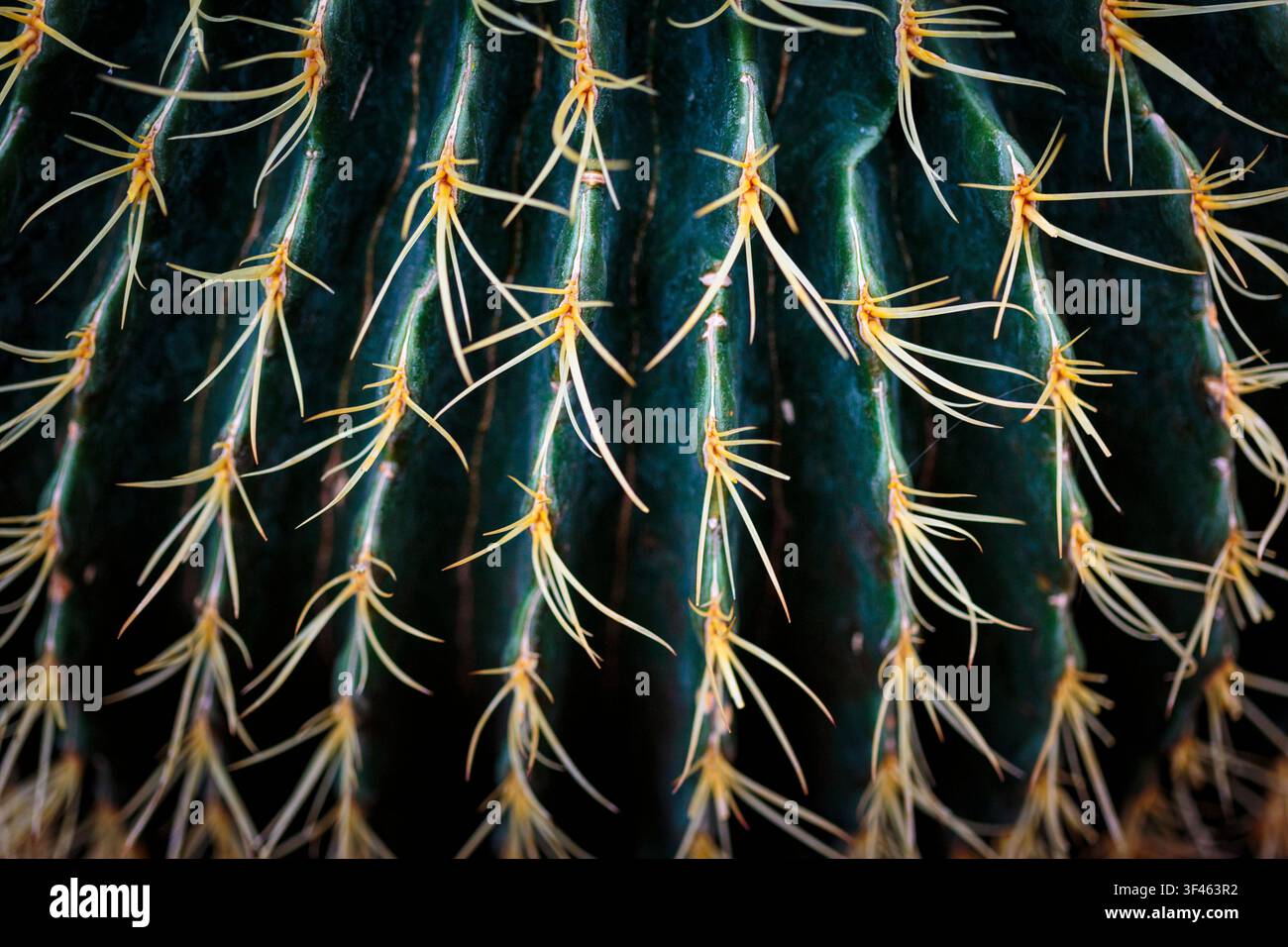 Cactus baril doré, gros plan de la surface de la plante, épines. Banque D'Images