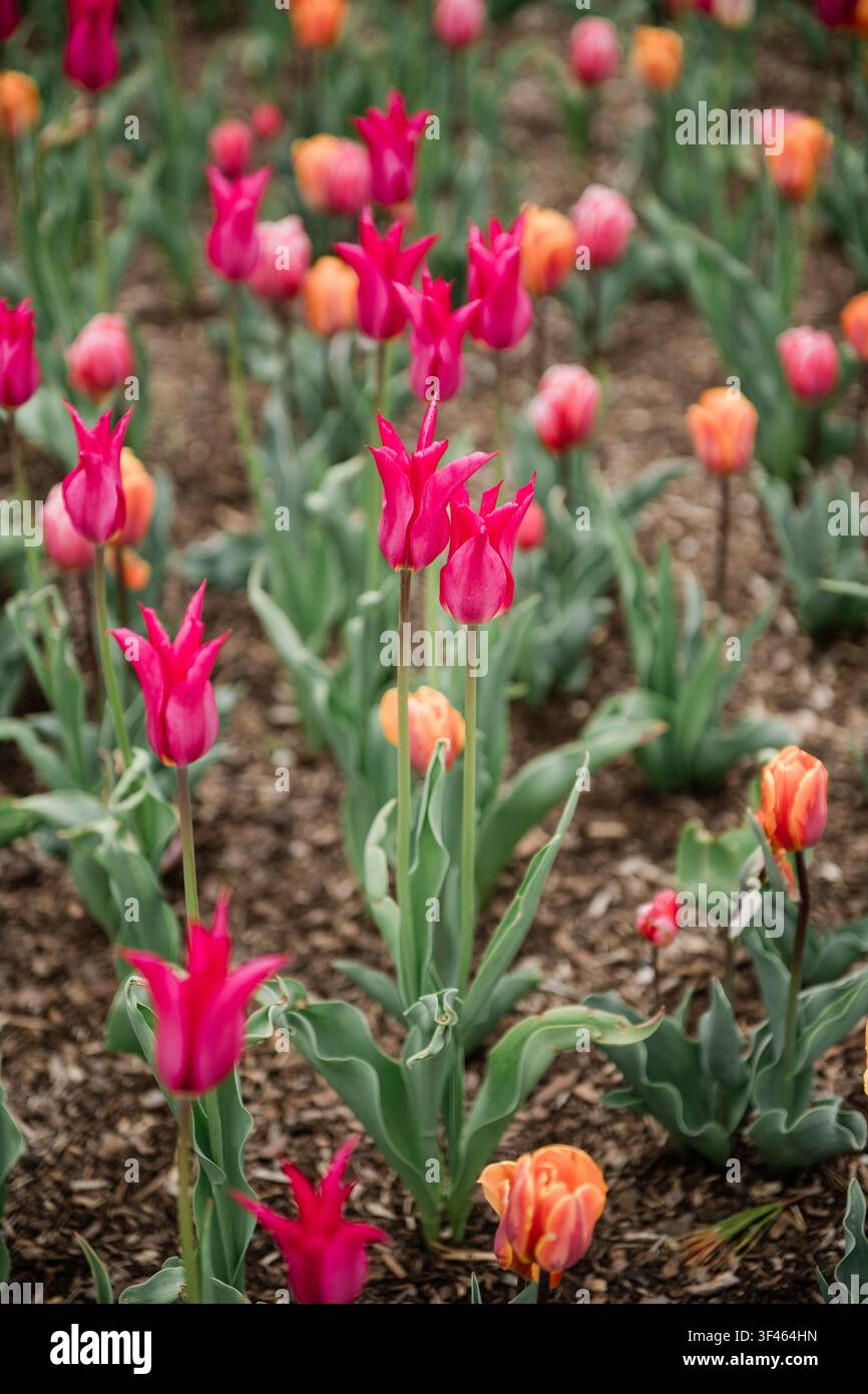 Tulipes à fleurs de lys roses en fleurs au printemps Banque D'Images