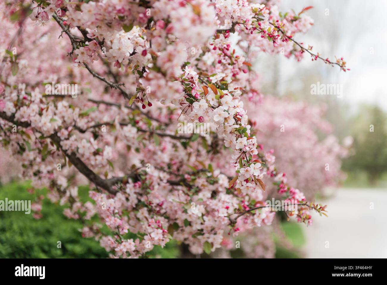 Fleurs de pommier rose par une journée nuageuse Banque D'Images