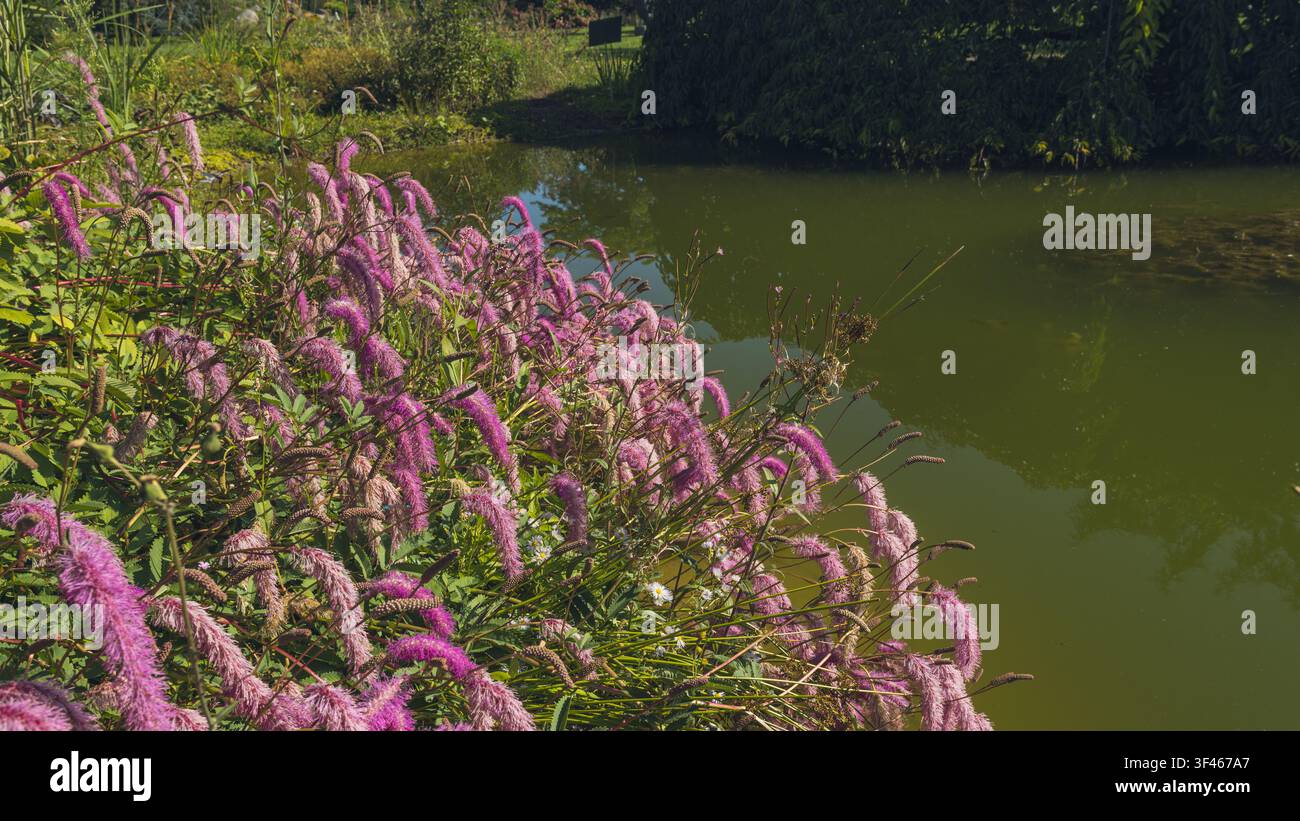 Fleurs de Grande Burnette roses le long d'un étang paisible d'un jardin botanique Banque D'Images