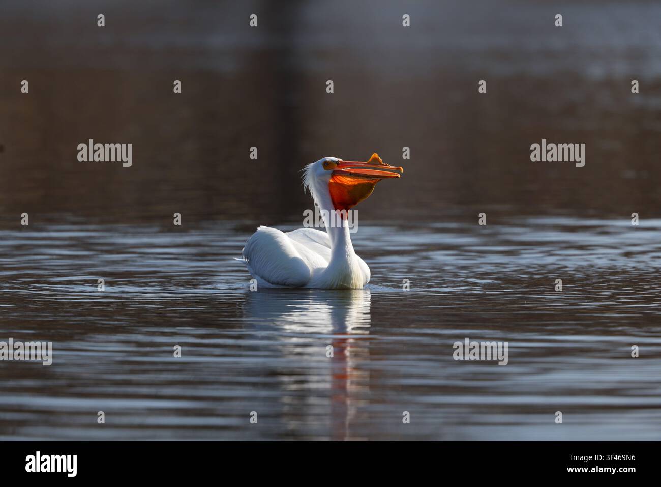 Pélican blanc américain avec le bec ouvert nageant sur un lac Banque D'Images