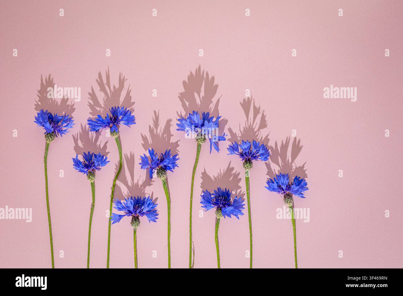Des bleuets bleus projetant des ombres sur fond rose Banque D'Images