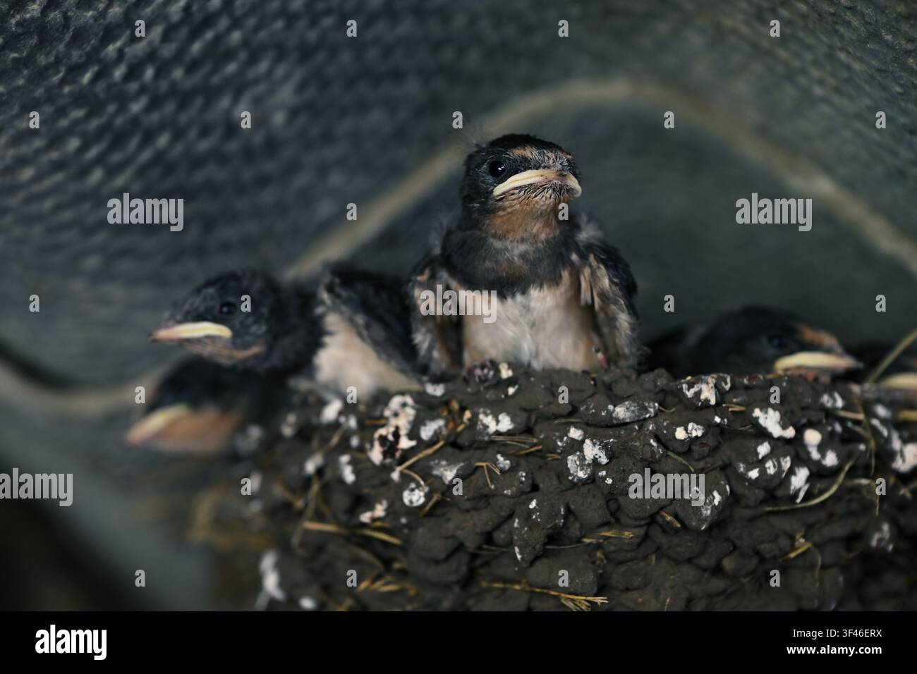 Poussin d’hirondelle (Hirundo rustica) dans un nid de boue à l’intérieur d’un bâtiment Banque D'Images