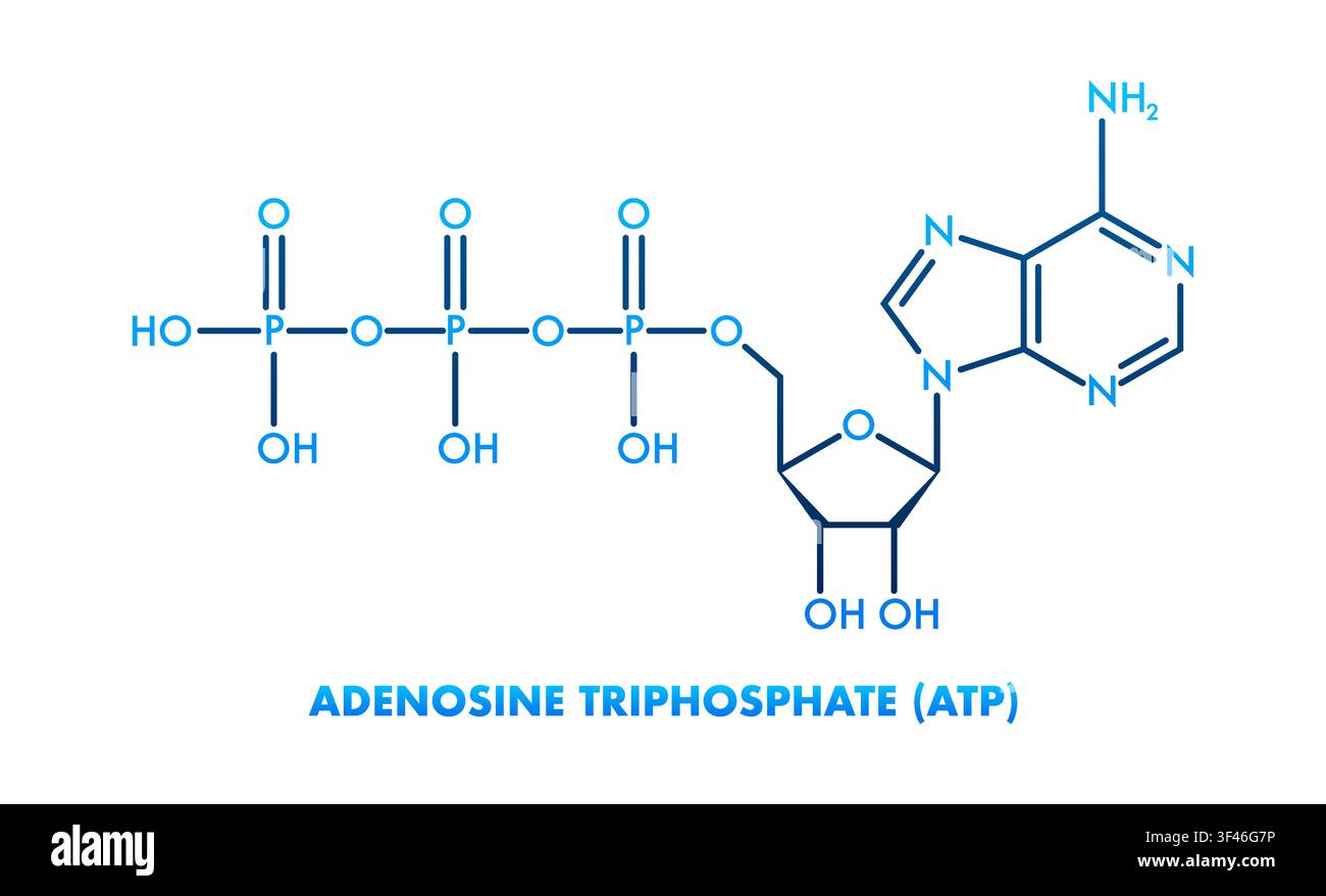 Structure de la molécule d'adénosine triphosphate ATP représentant l'énergie cellulaire Illustration de Vecteur
