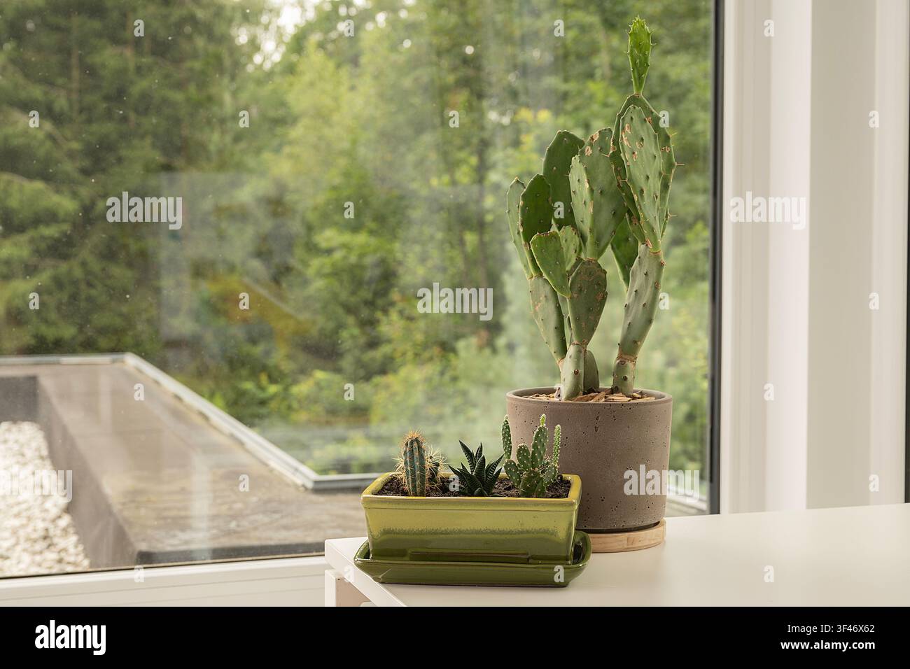 Cactus figue de Barbarie en pot et petites succulentes sur un rebord de fenêtre donnant sur un jardin luxuriant dans une maison moderne baignée de lumière naturelle Banque D'Images