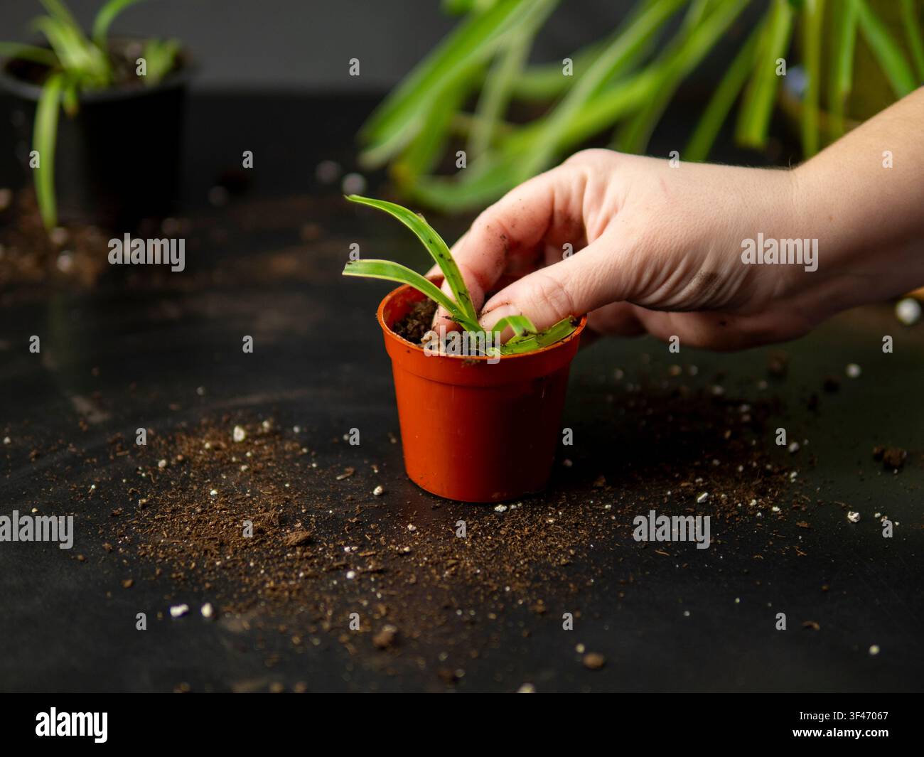 Main transplantant une petite plante araignée dans un pot avec de la terre fraîche à l'intérieur Banque D'Images