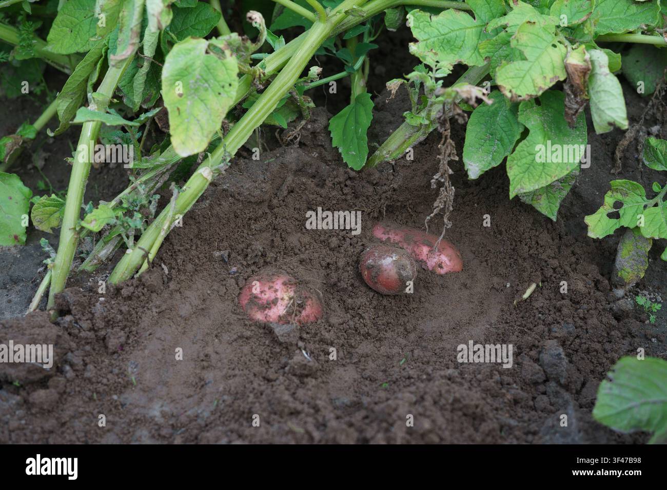 Betterave rouge fraîche poussant dans un sol fertile d'un potager domestique en été. Banque D'Images