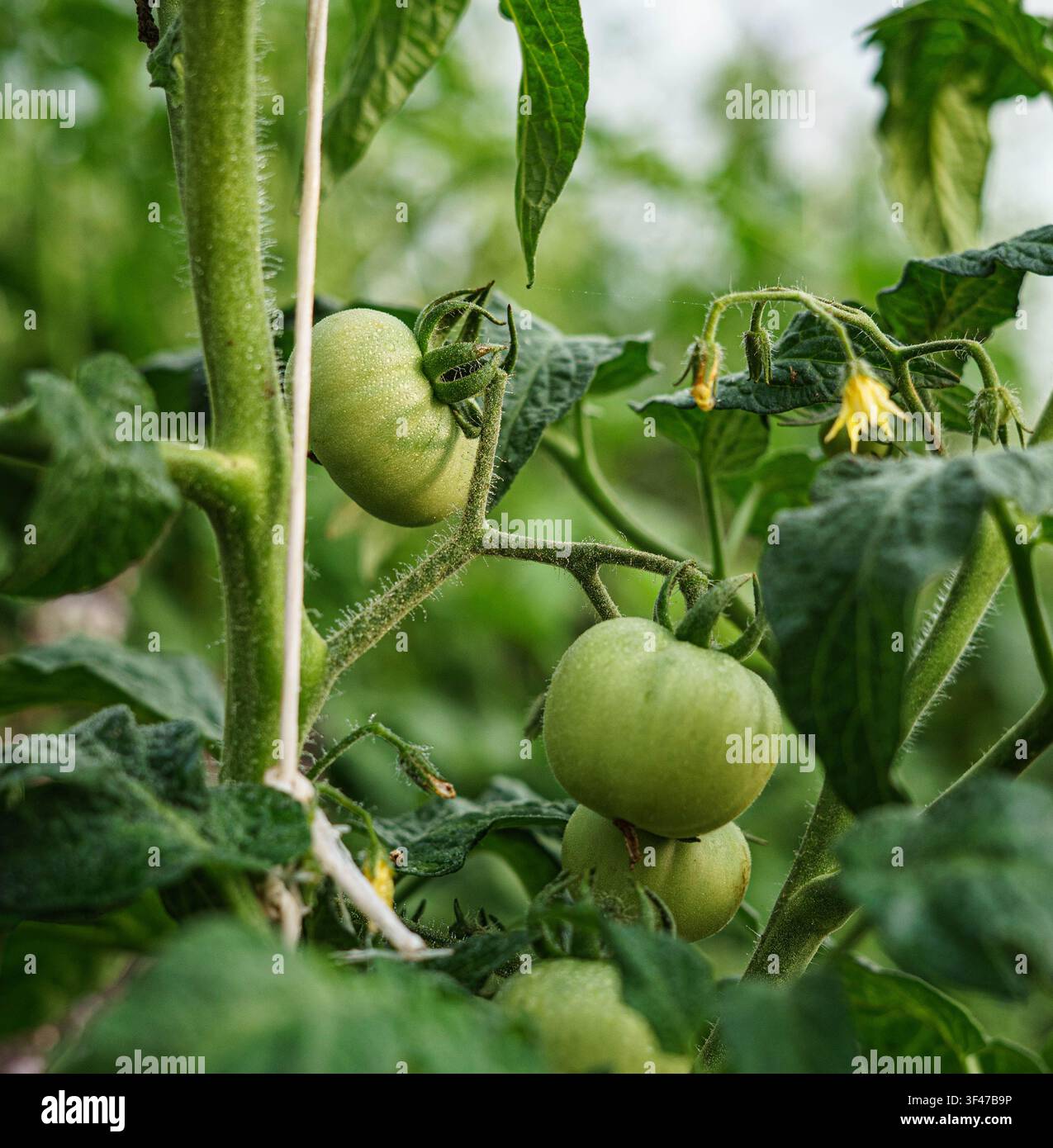 Tomates vertes immatures poussant sur la vigne dans une serre. Banque D'Images